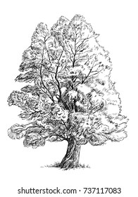 Sketch Of A Willow Tree