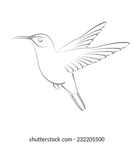 1000 Hummingbird Sketch Stock Images Photos Vectors Shutterstock