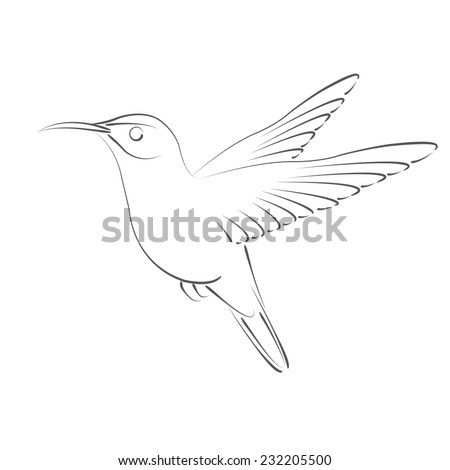 sketched hummingbird design template label banner stock illustration