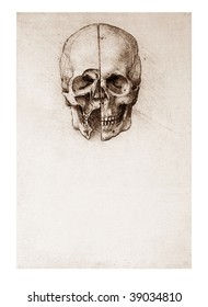 Sketched skull by Leonardo da Vinci