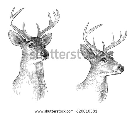 sketches of deer major magdalene project org sketches of deer