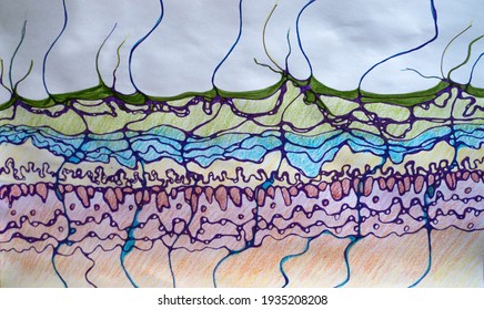 Sketching The Structure Of Human Skin With Neurographic Lines At The Cellular Level With Different Standing