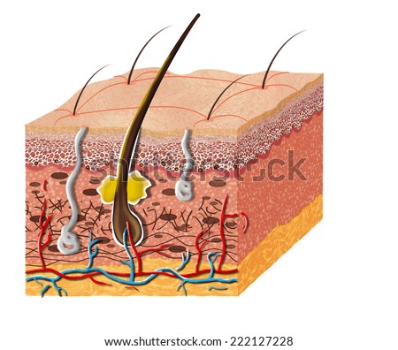 Skin Anatomy Diagram Illustration Skin Cross Stock Illustration