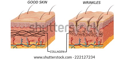 Skin Anatomy Diagram Younger Older Skin Comparation Stock Illustration 