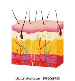 Skin anatomy. Human body skin illustration with parts vein artery hair sweat gland epidermis dermis and hypodermis. Human Cross-section of the skin layers structure