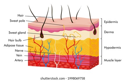 Skin anatomy. Human body skin illustration with parts vein artery hair sweat gland epidermis dermis and hypodermis. Human Cross-section of the skin layers structure
