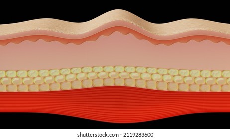 Skin Layer 3D Render Illustration