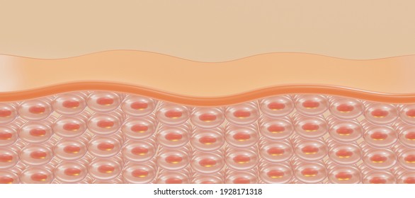 Skin Layer Of The Skin Cell. 3d Rendering.