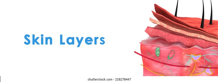 Skin layers