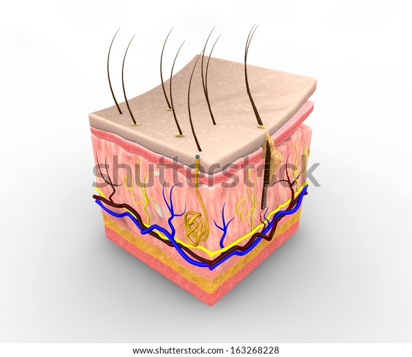 Skin Layers Consist Two Layers Superficial Stock Illustration 163268228