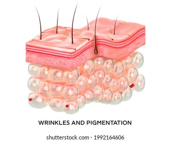 Skin With Wrinkles And Age Spots. 3d Illustration Of The Structure Of The Skin Layers Microstructure.Medical And Educational Pictures Isolated