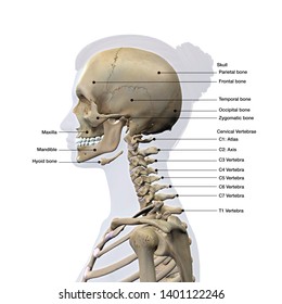 Skull Cervical Spine Lateral View Labeled Stock Illustration 1401122246 ...