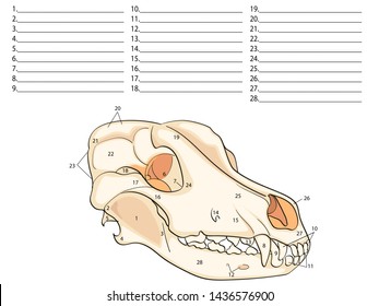 Zygomatic Bone Images, Stock Photos & Vectors | Shutterstock