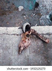 Skull Of A Dzo Lying On A Footpath