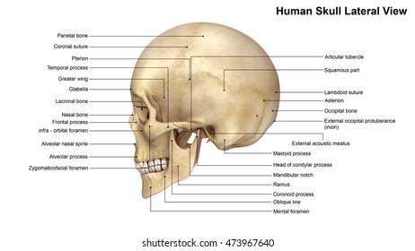 Skull Lateral View 3d Illustration Stock Illustration 473967640 ...