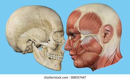 Skull and Muscles Profile: Featuring mandible, occipital bone, coronal suture, maxilla and zygomatic bone, temporalis muscle, masseter muscle, orbicularis oculi muscle and zygomaticus major muscle.