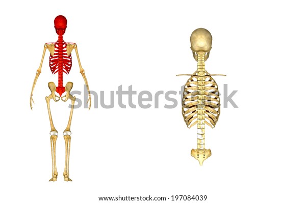 Skull Rib Cage Stock Illustration 197084039 | Shutterstock