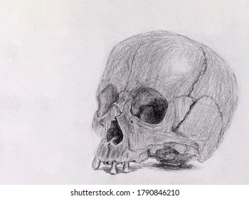 Skull side view hand drawn artistic sketch. Concept painting for t-shirt design, tattoo, barbershop decoration, poster or holiday decoration. Charcoal drawn skull stock illustration. Anatomical image.
