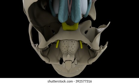 Skull Top View Stock Illustration 392577316 | Shutterstock