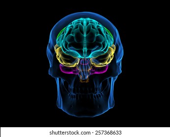 Skull X-Ray Brain Front