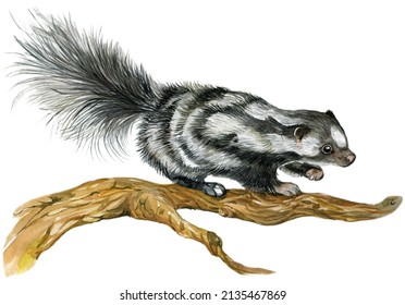 skunk watercolor hand painting illustration animal on isolated white background