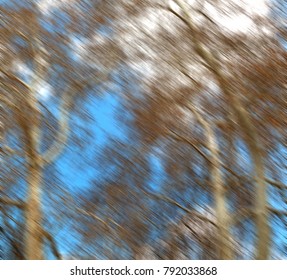 the sky light background   tree  and branch