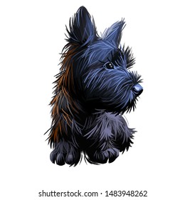 Skye Terrier Lap Dog Tiny Pet Of Small Size Digital Art. Puppy Looking In Distance Breeding Domestic Animal Closeup Watercolor Portrait, Isolated Muzzle Of Purebred. Hand Drawn Doggy With Fur.