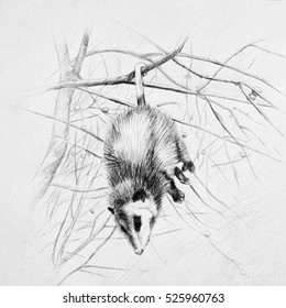 Sleeping Opossum Hangs On A Tree Branch.