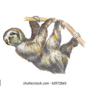 sloth