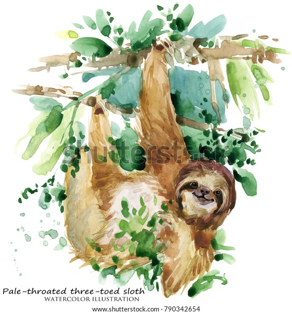 ナマケモノ 熱帯動物の水色イラスト のイラスト素材 Shutterstock