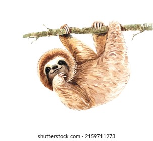 Sloth Watercolor, Sloth paint, Tropical animal, Cute sloth holding on to a branch and tree. Watercolor boho tropical drawing clipping path isolated on white background.