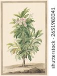 Smalbladige lepelboom in landschap (Kalmia Angustifolio) (c. 1775 - c. 1825) by Willem van Leen. Vintage painting by Willem van Leen famous artist. Famous painting illustration by Willem van Leen.