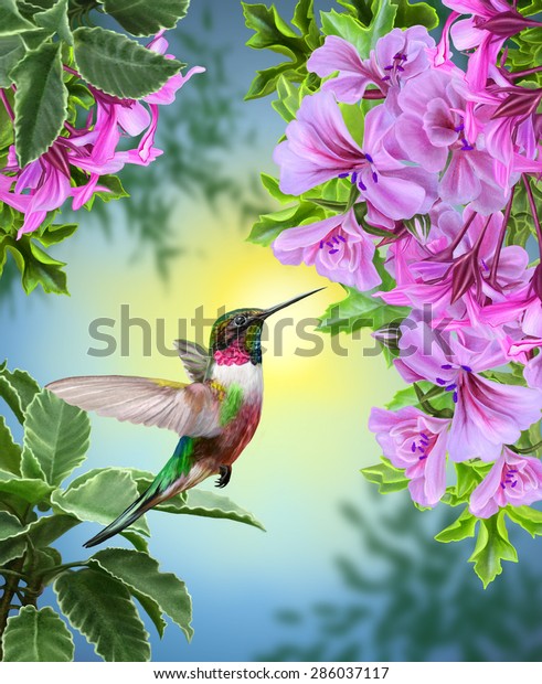 ピンクの花と緑の葉の背景に小さな鳥のハチドリ のイラスト素材