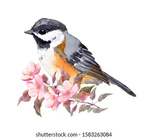 Small bird on spring flowering branch with cherry blossom pink flowers. Watercolor