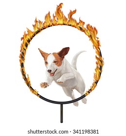 Small Dog Jumps Through Hoop of Fire.