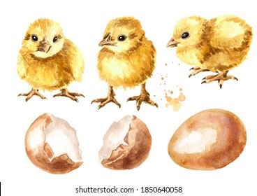 6,874 Chick watercolor Images, Stock Photos & Vectors | Shutterstock