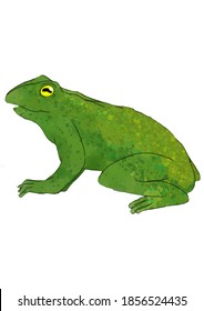 small frog standing and anb eye facing the camara