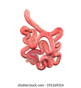 Small Intestine