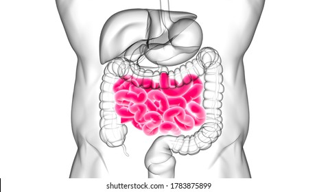 Small Intestine 3D Illustration Human Digestive System Anatomy For Medical Concept