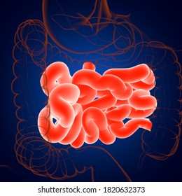 Small Intestine 3D Illustration Human Digestive System Anatomy For Medical Concept