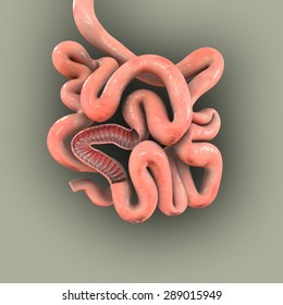 Small Intestine Intersection