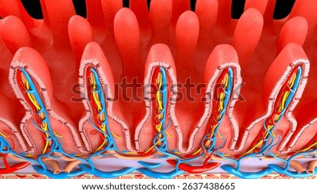 Small intestine wall section 3d medical illustration