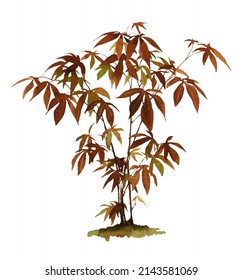 Small japanese maple tree hand drawn in watercolor isolated white background  Watercolor autumn floral illustration 	
