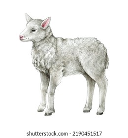 Small Lamb Farm Animal. Hand Drawn Illustration. Cute Little Standing Newborn Sheep. White Background. Domestic Farm Baby Animal