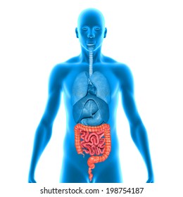 Small And Large Intestine