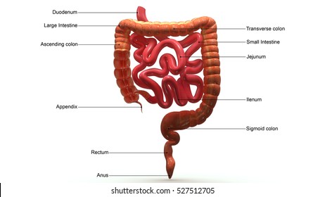 Terminal Ileum Diagram Terminal Ileum Diagram Ileum