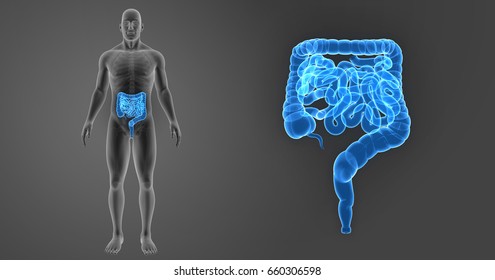 Small And Large Intestine Anterior View 3d Illustration