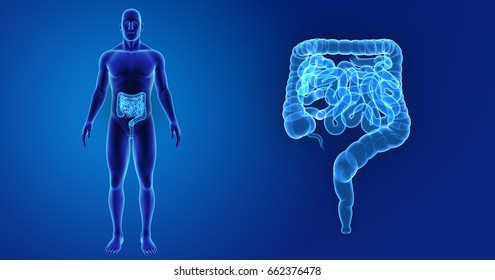 Small And Large Intestine Anterior View 3d Illustration