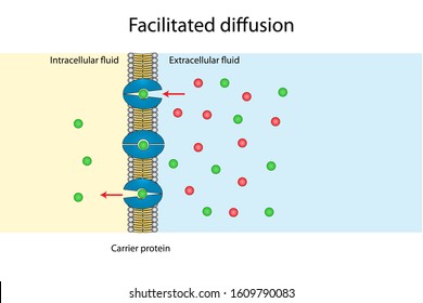 Small Molecules Ions Across Lipid Bilayer Stock Illustration 1737625106 ...