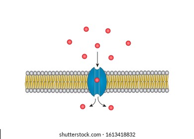 Small Molecules Across The Lipid Bilayer Membrane To Intracellular Fluid Of Cell By Using Channel Protein Pathway, Passive Transport, On White Background.